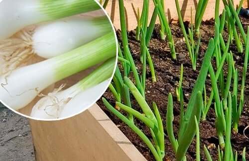 Comment faire pousser de la ciboulette chez soi ?