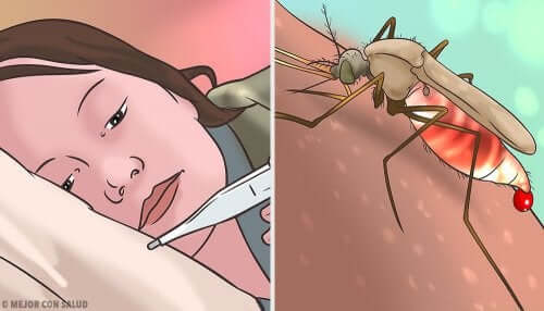 Fièvre jaune : causes, symptômes et traitement