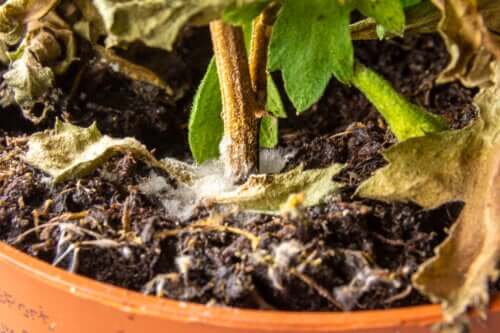 Comment se débarrasser de la moisissure blanche dans le sol des plantes ?