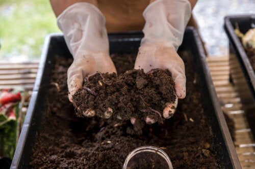 Avantages de l'humus de vers de terre pour votre jardin