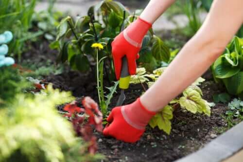 Les outils pour enlever les mauvaises herbes du jardin