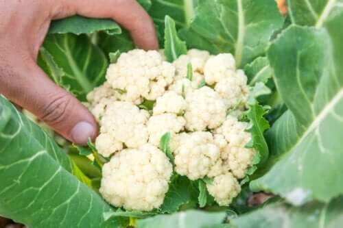 7 clés pour cultiver du chou-fleur