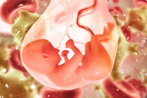 Placentophagie : est-il sûr de consommer le placenta après l’accouchement ?