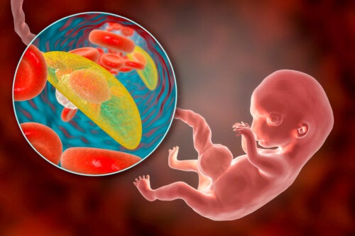 Placenta antérieur, postérieur ou fundique : qu'est-ce que cela signifie pendant la grossesse ?
