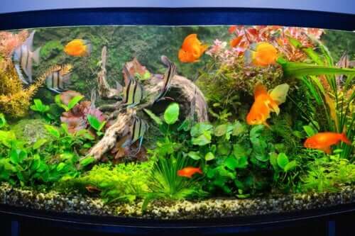 Comment créer un jardin d'eau à la maison ?