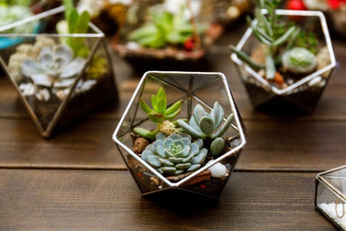 5 astuces pour décorer votre maison avec des mini plantes