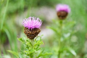 Turkestérone pour prendre de la masse musculaire : bienfaits et administration