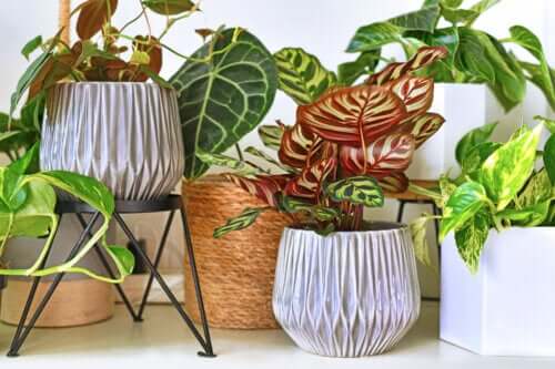 7 plantes tropicales pour décorer l’intérieur de votre maison
