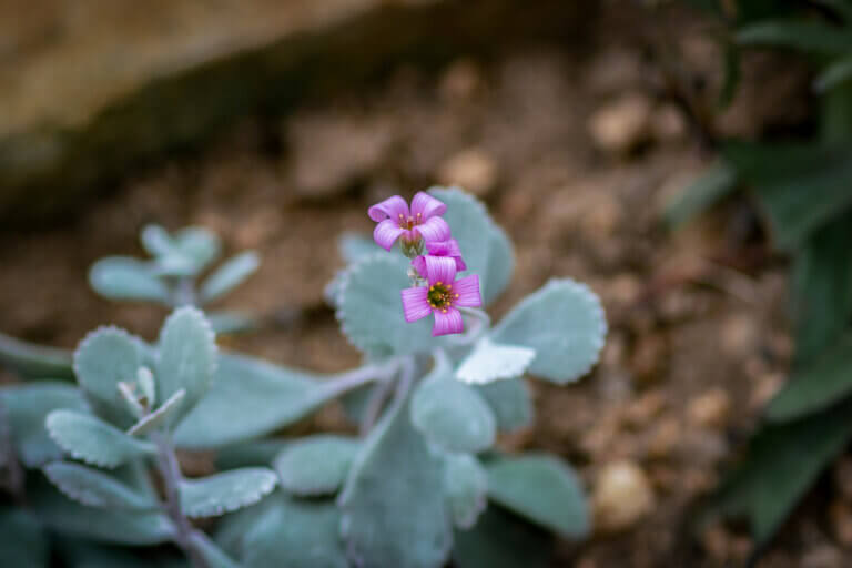 Kalanchoe pumila : soins et curiosités