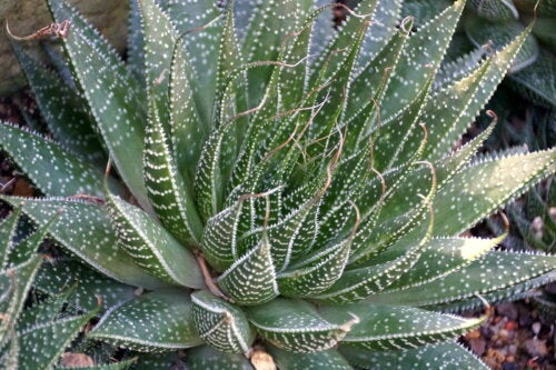 Aloès sauvage : caractéristiques et soins