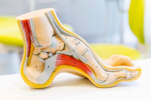 Anatomie du pied : les différentes parties et les problèmes courants