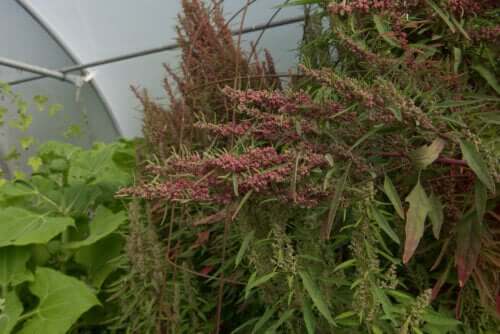 Que sont les huauzontles et quels sont leurs bienfaits ?