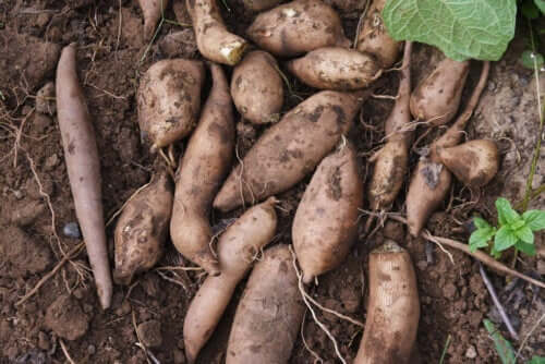 Sirop de Yacon : cet édulcorant peut-il contribuer à la perte de poids ?