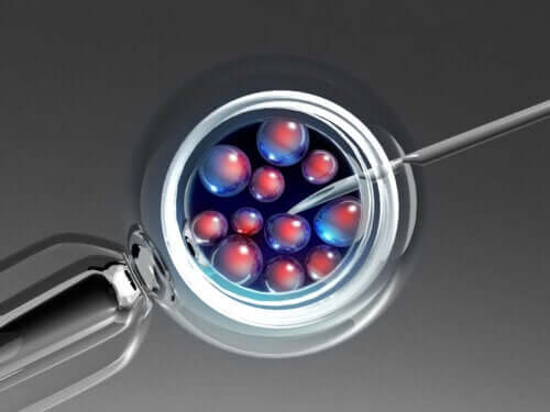 Transfert d'embryon : comment et pourquoi ?