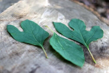 Thé sassafras : tout ce qu'il faut savoir avant de l'essayer