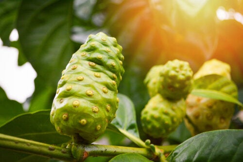 Noni pour les cheveux : est-ce que ça marche pour arrêter la chute excessive des cheveux ?