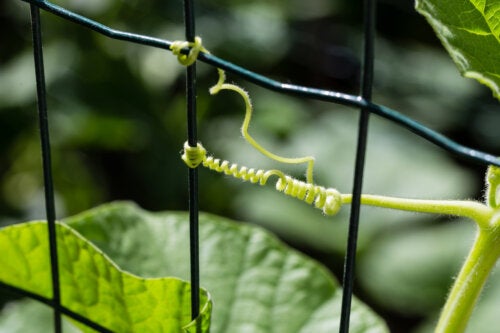 Comment rendre la vigne solide ?