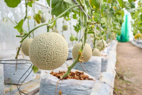 Des variétés de melon que vous aimerez connaître