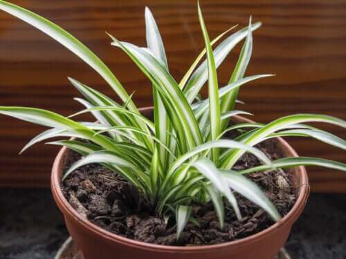 Plante araignée : une plante pour purifier l'air de la maison