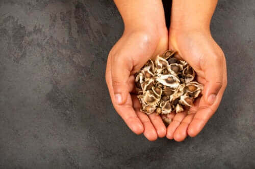 Antinutriments : qu'est-ce que c'est et comment ils nous affectent ?