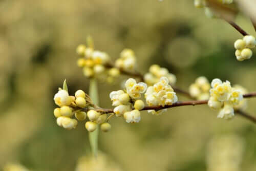 Huile essentielle de Litsea cubeba : ses propriétés et son utilisation