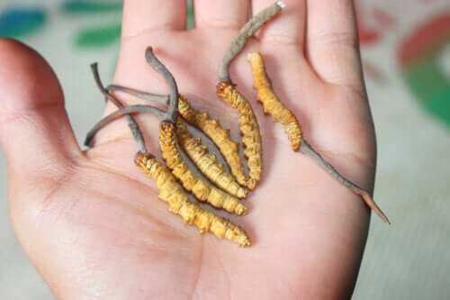 Champignon yarsagumba : le « viagra himalayen »