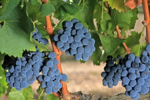 Grenache : caractéristiques et propriétés