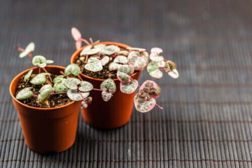 Ceropegia woodii ou chaîne des cœurs : caractéristiques et précautions