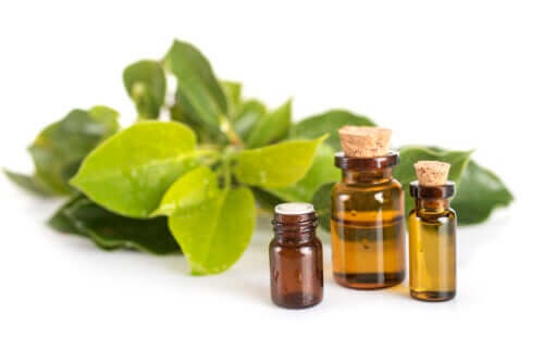 Huile essentielle de ravintsara : quels sont ses bienfaits ?