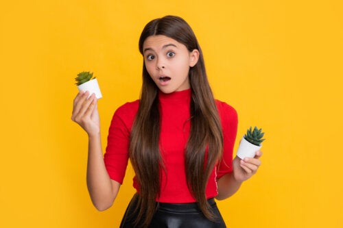 Cactus et succulentes : quelles sont leurs différences ?