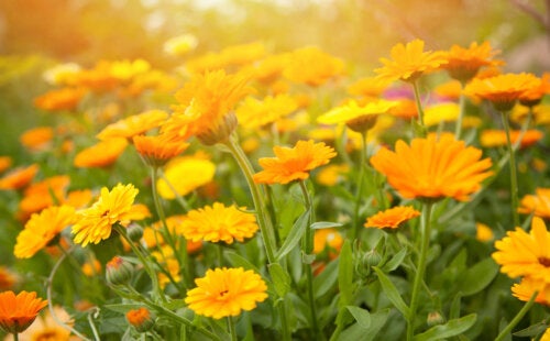 10 plantes de jardin à fleurs oranges et leurs soins