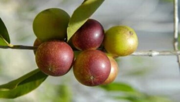 Camu-camu : caractéristiques, bienfaits et mode de consommation