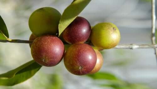 Camu-camu : caractéristiques, bienfaits et mode de consommation