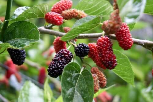 Mûrier blanc : quels sont ses bienfaits ?