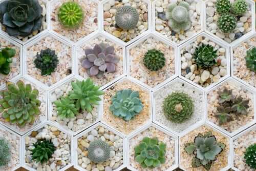6 conseils pour avoir des succulentes belles et saines