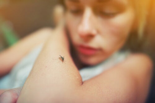 Vaccin contre la dengue : tout ce que vous devez savoir à ce sujet