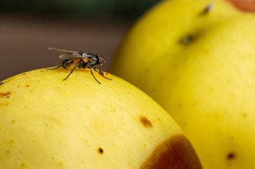 7 conseils pour éliminer les mouches des fruits
