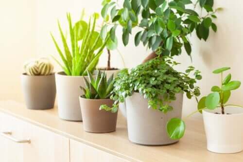 8 plantes porte-bonheur selon le Feng Shui