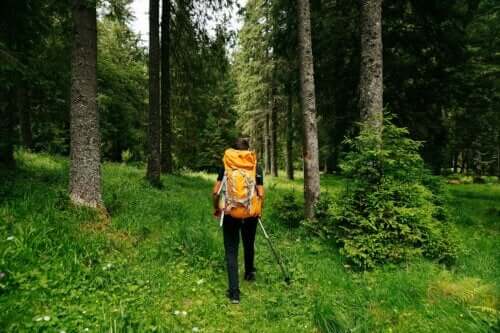 Shinrin-yoku ou bain de forêt : quels sont ses bienfaits ?