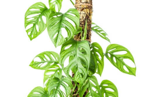 Comment faire un tuteur en mousse pour les plantes grimpantes ?
