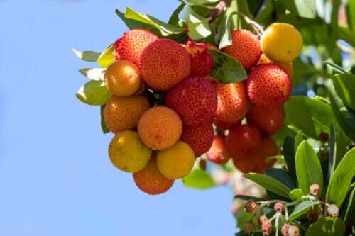 Arbousier : valeur nutritive, propriétés et bienfaits