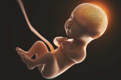 Boire de l'alcool pendant la grossesse peut modifier la forme du cerveau des bébés, selon une étude