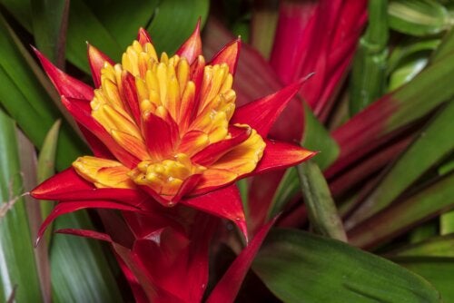 Comment faire pousser des broméliacées : soins et recommandations