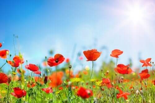 Les 10 plantes de jardin qui résistent le mieux au soleil et à la sécheresse