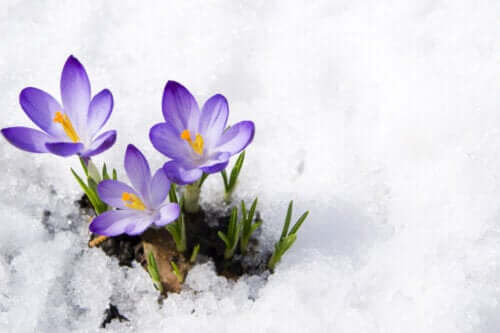 15 plantes à fleurs qui résistent au froid de l’hiver