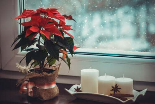 Comment inclure des plantes dans la décoration de Noël ?