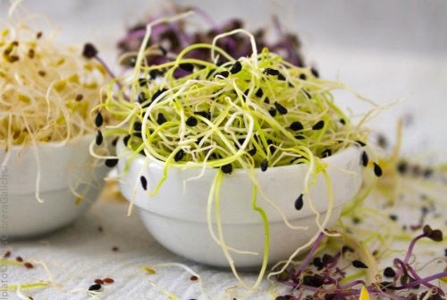 Comment obtenir des graines germées chez vous