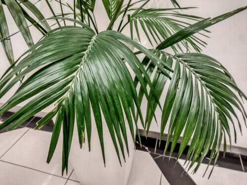 Kentia : une plante d'intérieur grande et élégante