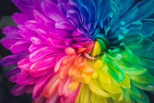 Comment changer la couleur des fleurs ? Essayez cette méthode à la maison !