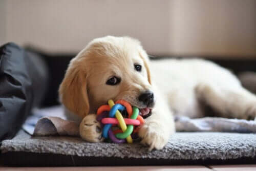 12 jouets qui peuvent être dangereux pour les chiens